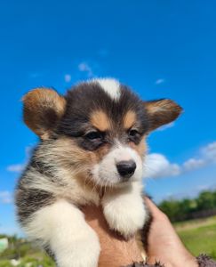 Вельш корги мальчики и девочки