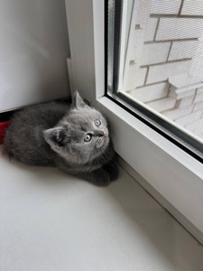 Котята шотландські