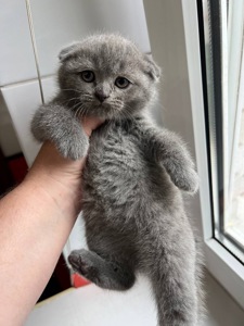 Котята шотландські