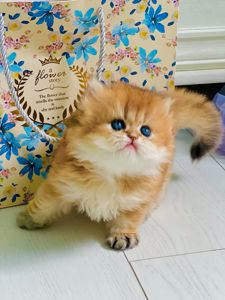 Британська золота шиншилла