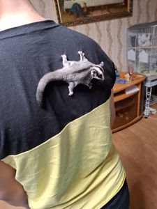 Сахарный поссум