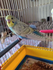 Мальчики-получехи