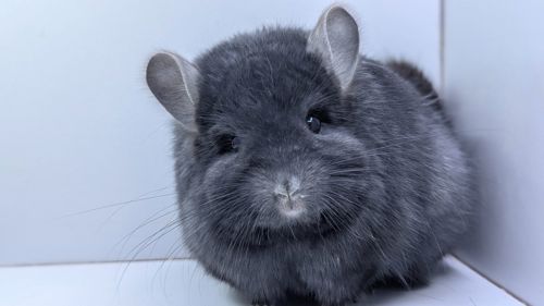 Шиншила хлопчик Ангора ебоні темний