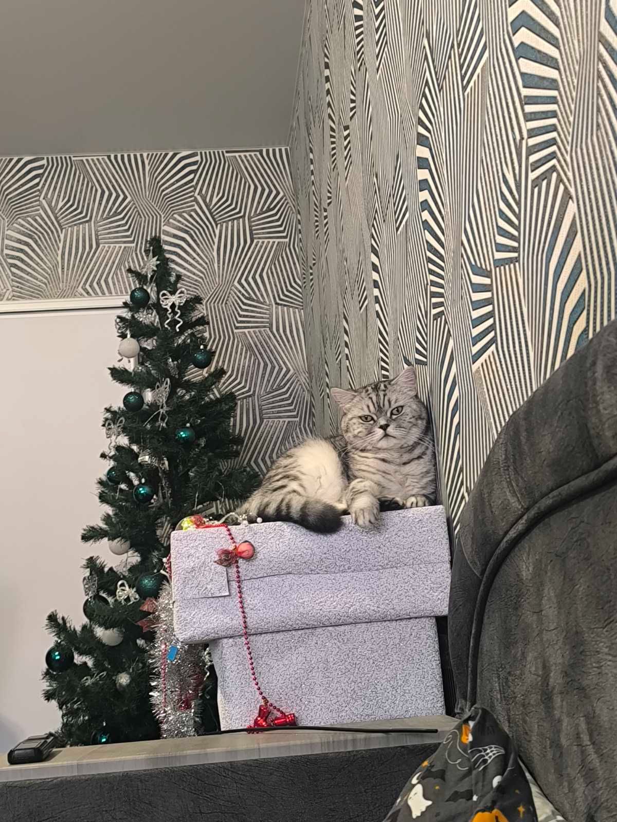 Котик 6 рочків