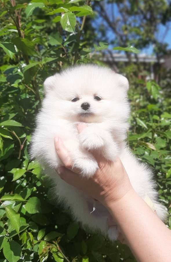Щеночки померанского шпица