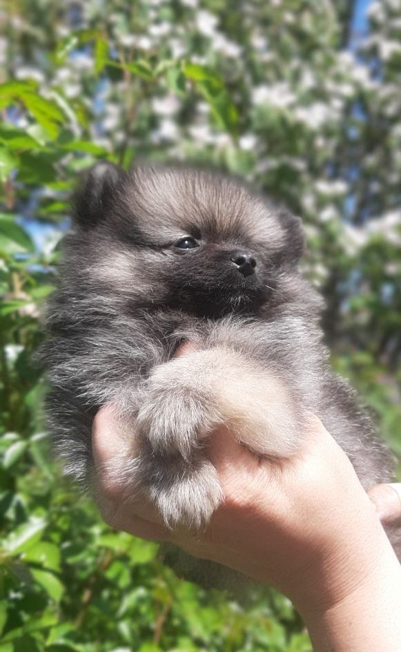 Щеночки померанского шпица