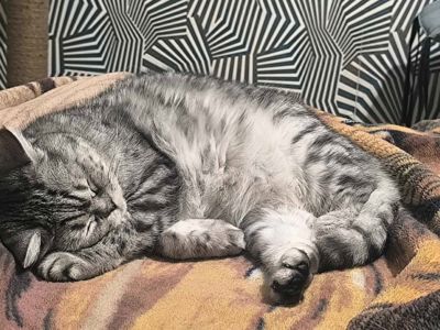 Котик 6 рочків
