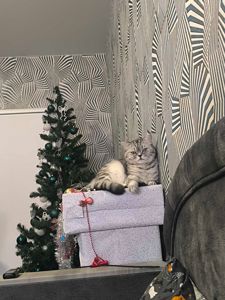 Котик 6 рочків