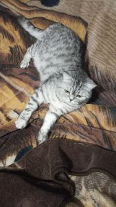 Котик 6 рочків
