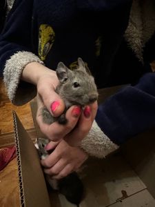 Дегунята