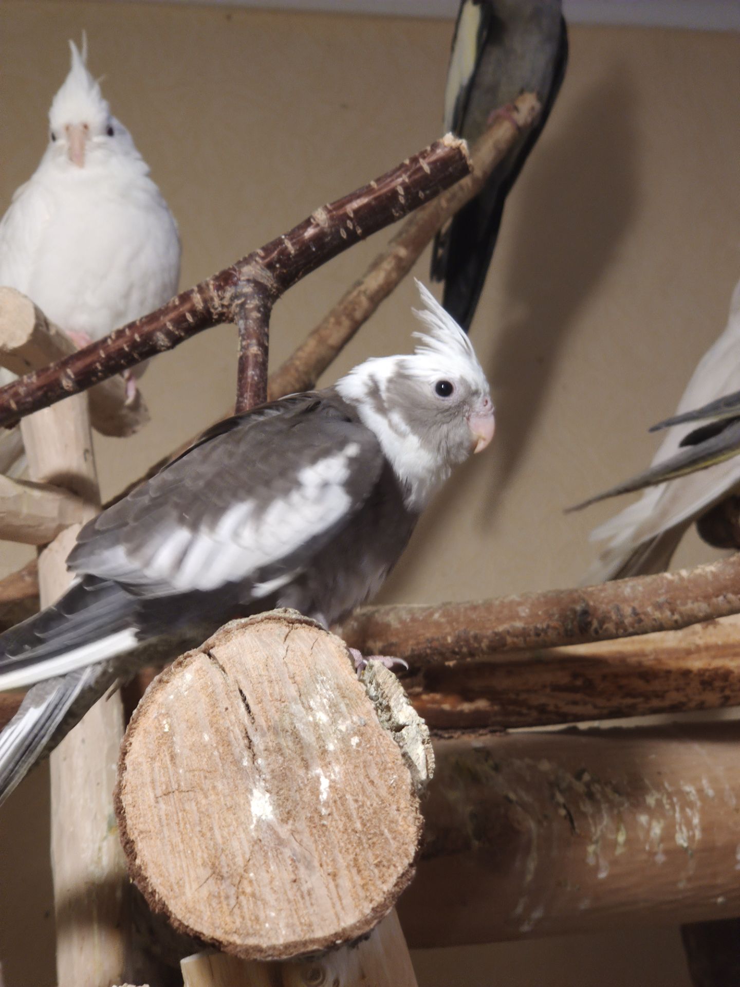 Продаються малюки корелл 🐦