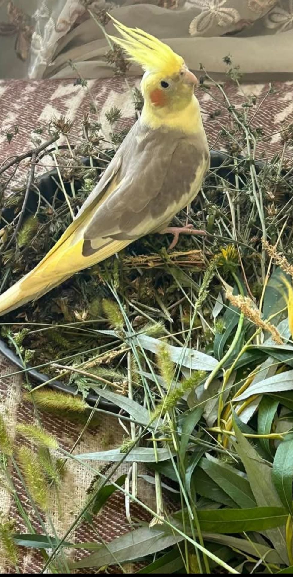Продаються малюки корелл 🐦