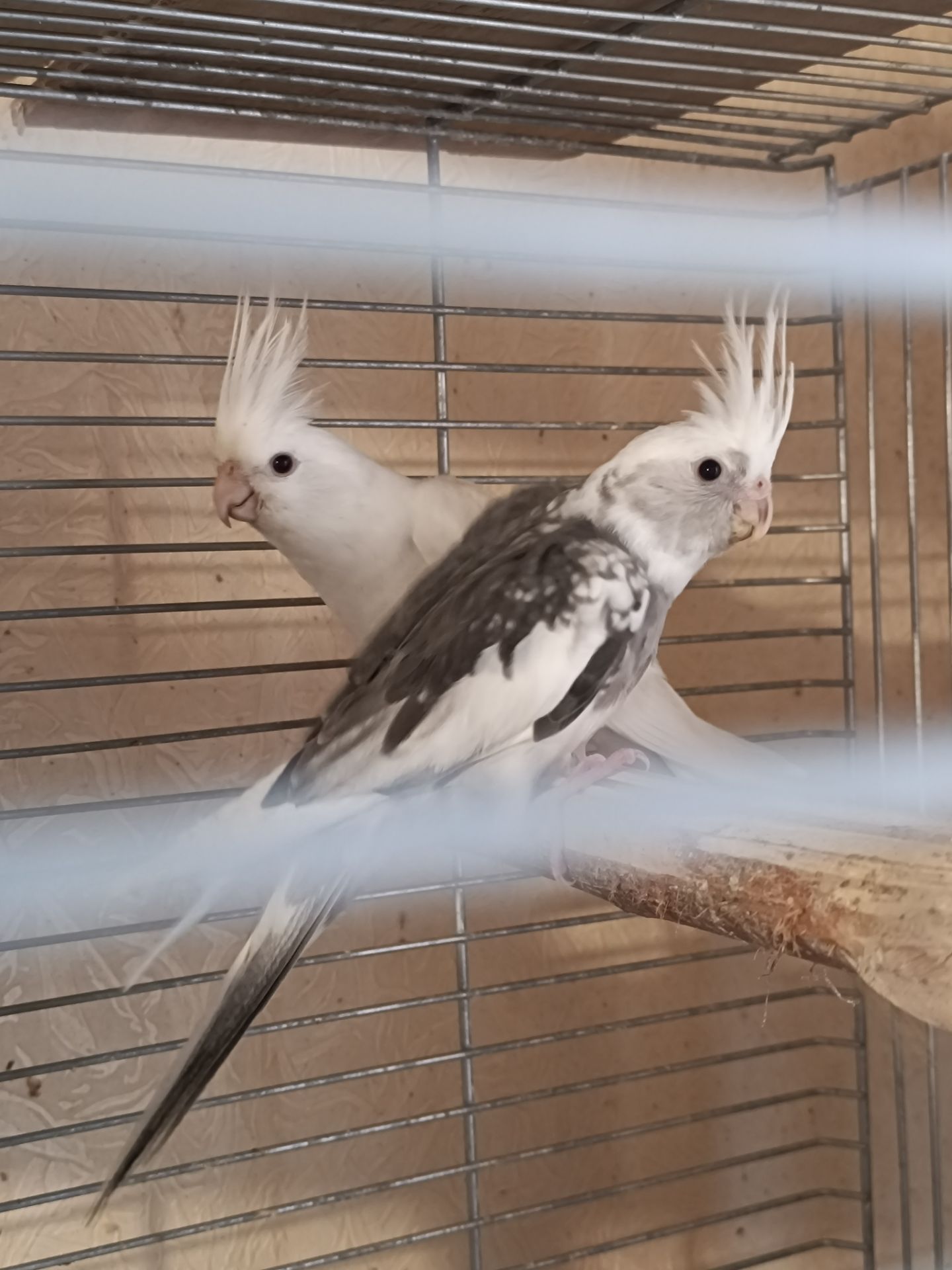 Продаються малюки корелл 🐦