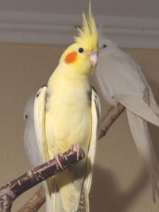 Продаються малюки корелл 🐦
