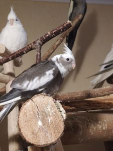 Продаються малюки корелл 🐦