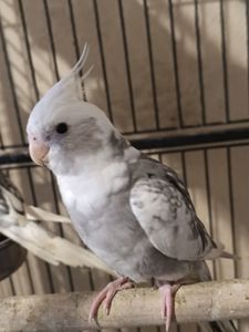 Продаються малюки корелл 🐦