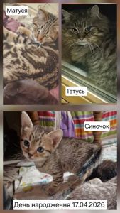 Яскравий Полосатик буде відмінним мишоловом