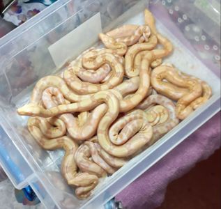 Императорський удав альбіно