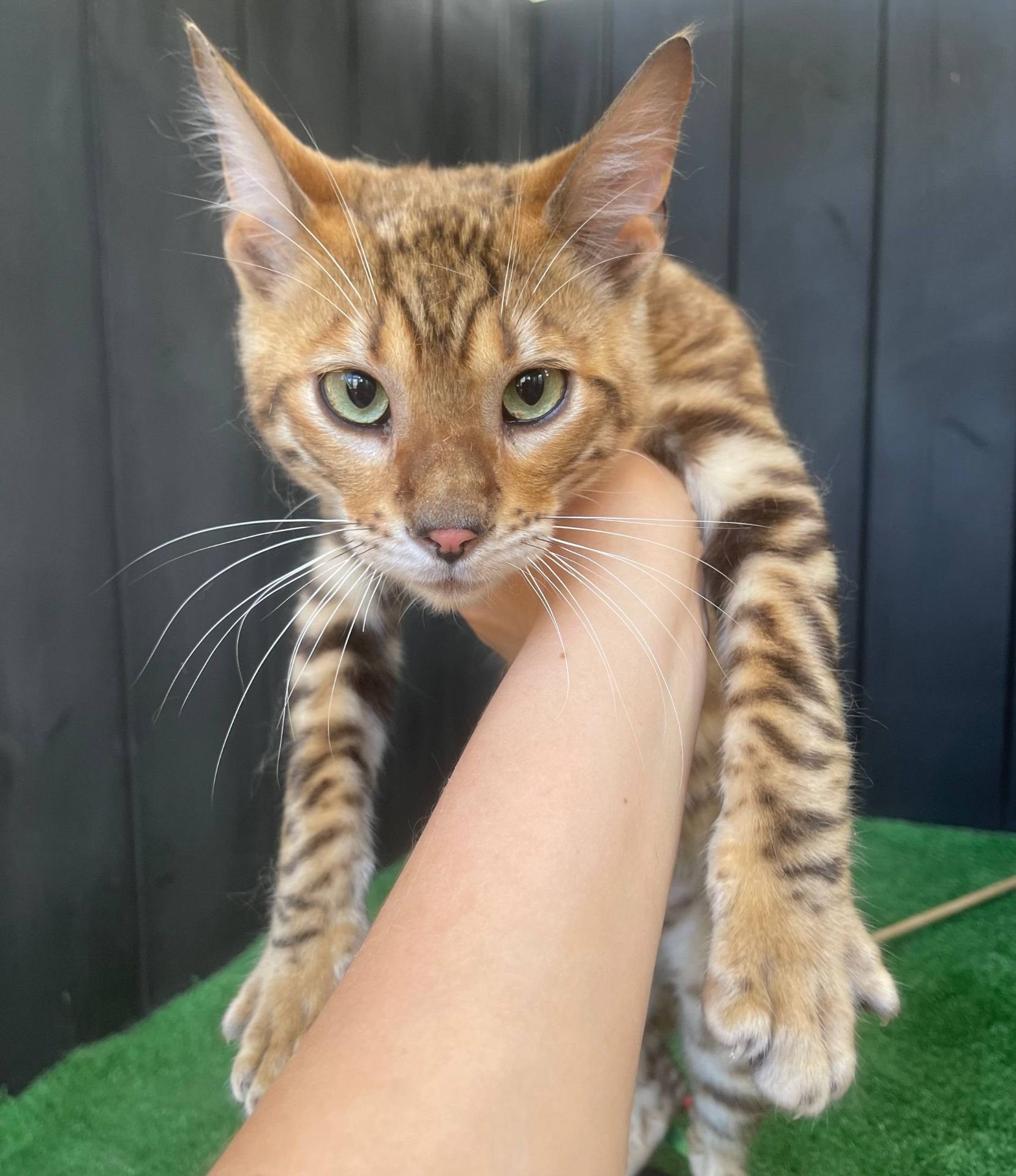 Котик породи Тойгер, Неро