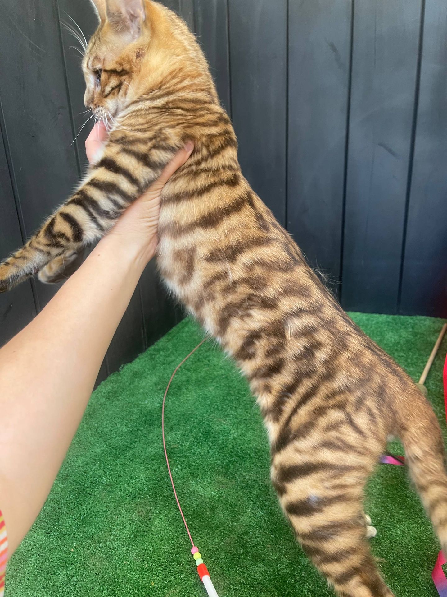 Котик породи Тойгер, Неро