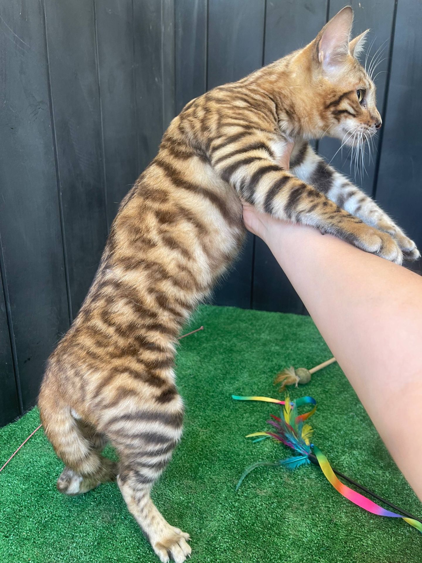 Котик породи Тойгер, Неро