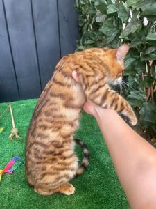 Котик породи Тойгер, звати Ньорд