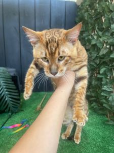 Котик породи Тойгер, звати Ньорд