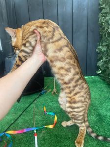 Котик породи Тойгер, звати Ньорд