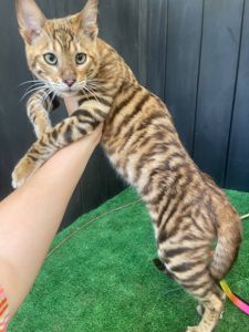 Котик породи Тойгер, Неро