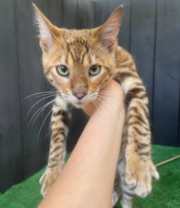 Котик породи Тойгер, Неро