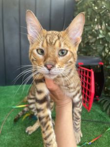 Котик породи Тойгер, Неро