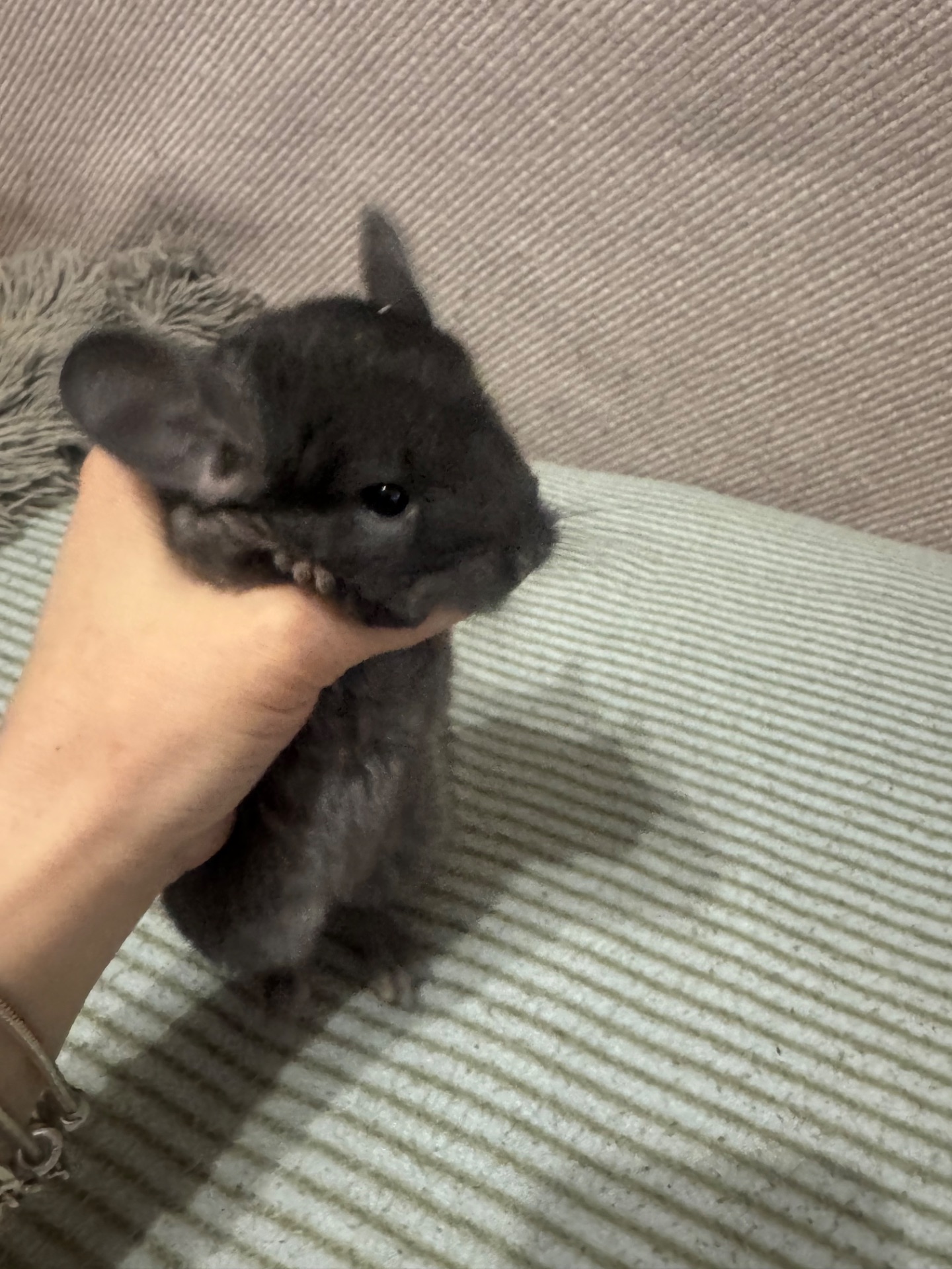 Шиншила хлопчик