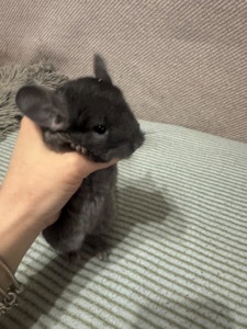 Шиншила хлопчик