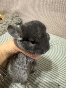 Шиншила хлопчик