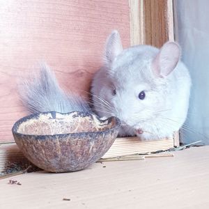 Маленький самец шиншиллы Бежевый фиолет эбони носитель ангоры