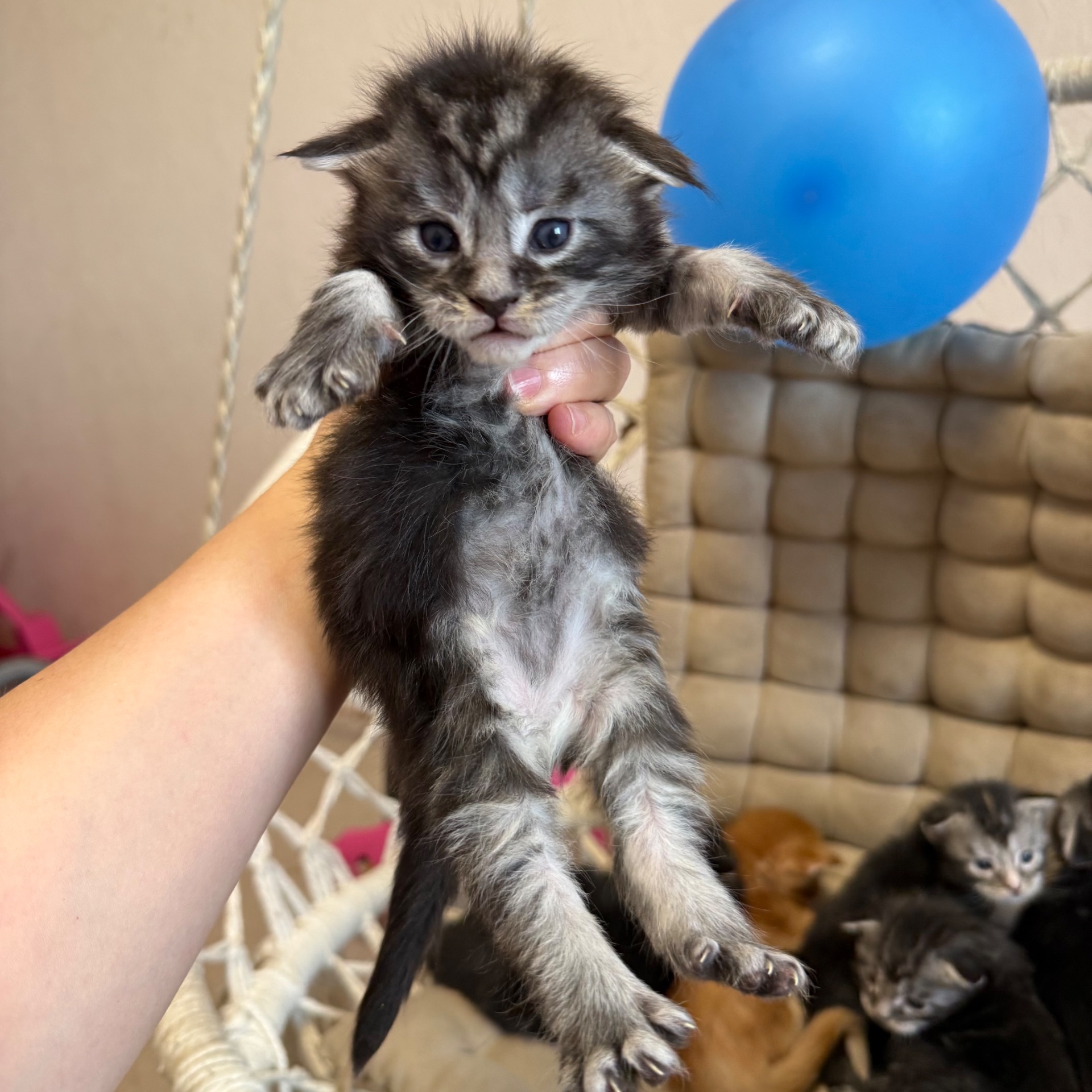 Boy Maine coon