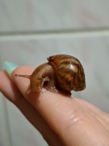 Улитка Ахатина