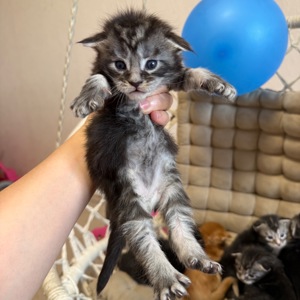 Boy Maine coon