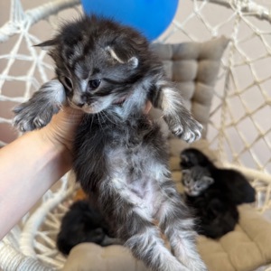 Boy Maine coon
