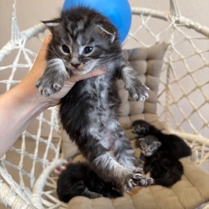 Boy Maine coon