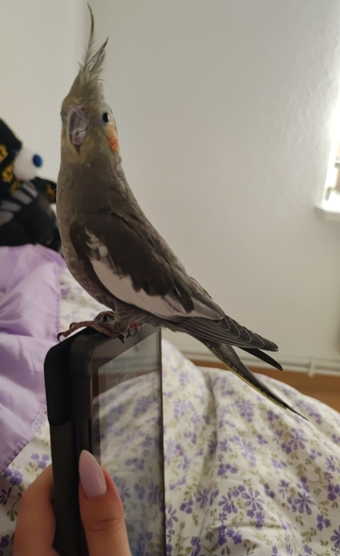 Продам пару корел (німф) разом з великою кліткою 🦜