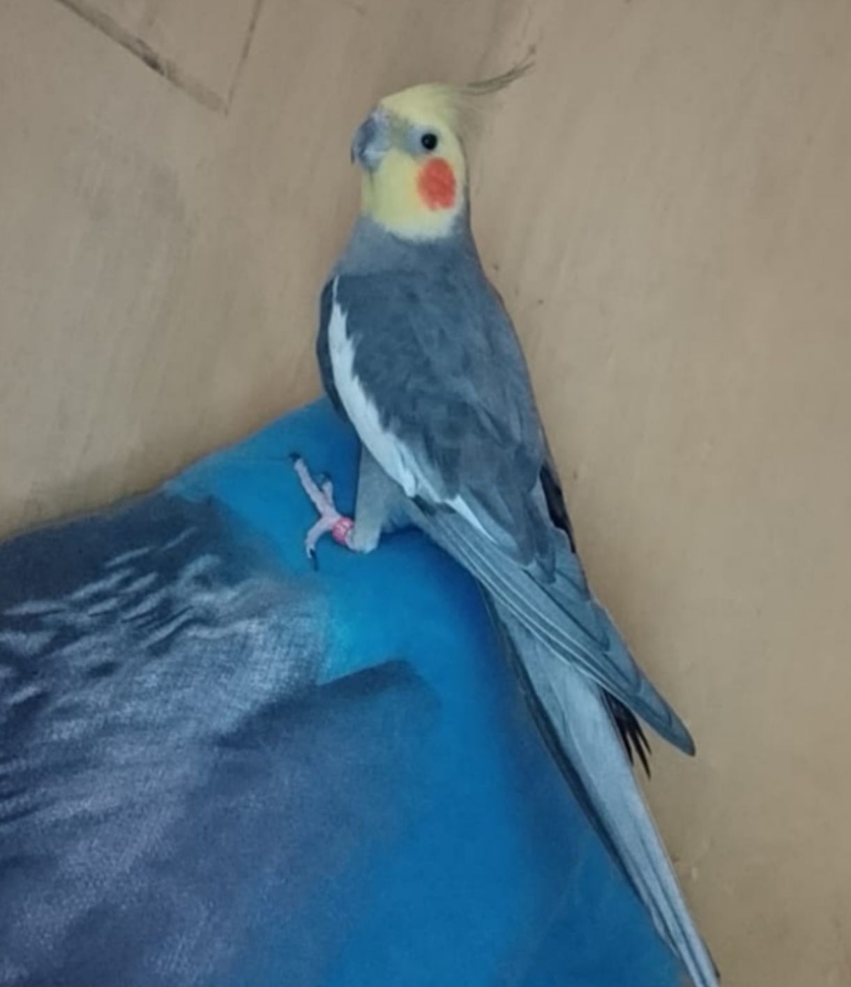 Продам пару корел (німф) разом з великою кліткою 🦜