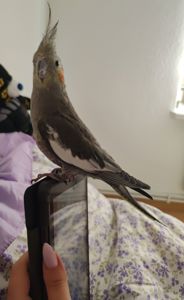 Продам пару корел (німф) разом з великою кліткою 🦜