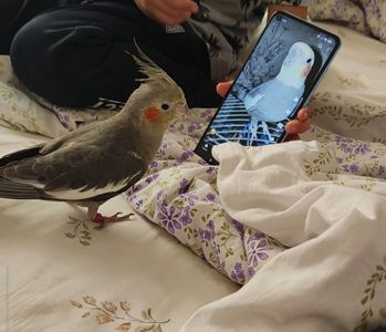 Продам пару корел (німф) разом з великою кліткою 🦜