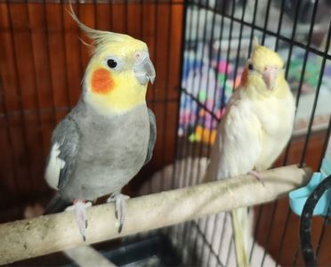 Продам пару корел (німф) разом з великою кліткою 🦜