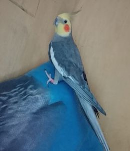 Продам пару корел (німф) разом з великою кліткою 🦜