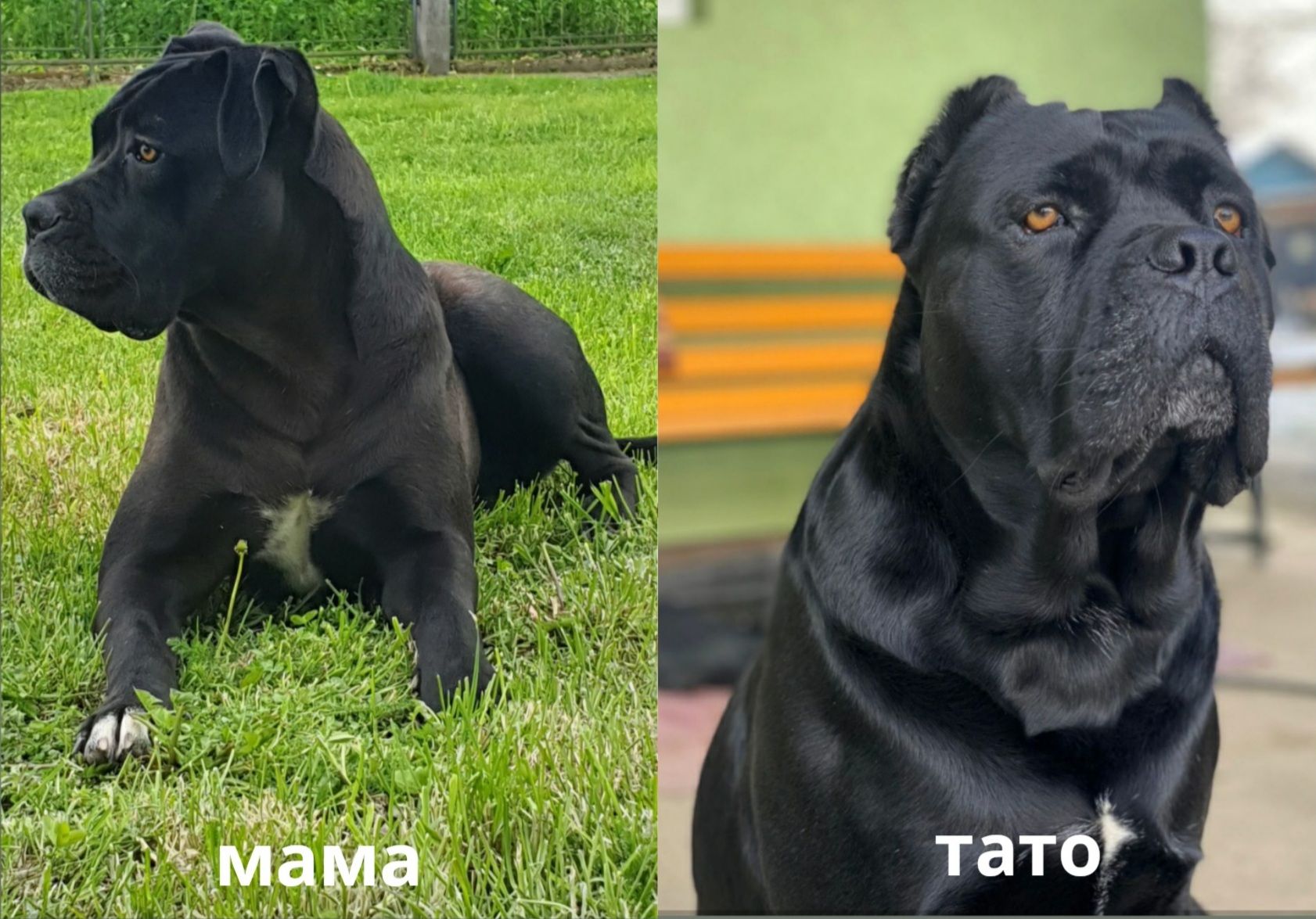 Цуценята Кане-корсо від елітних батьків, 2 місяці