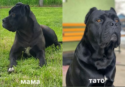 Цуценята Кане-корсо від елітних батьків, 2 місяці