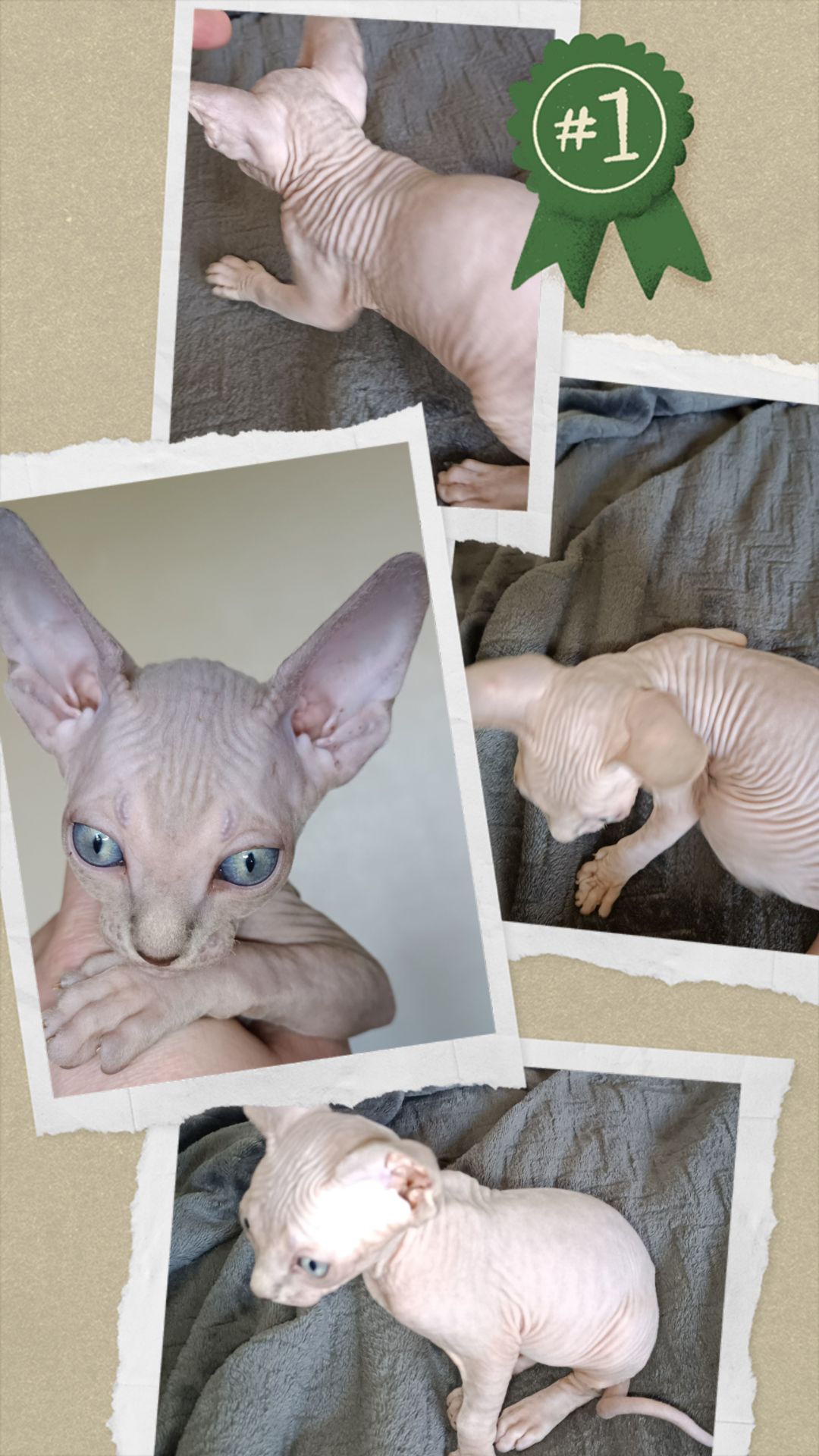 Кошенята