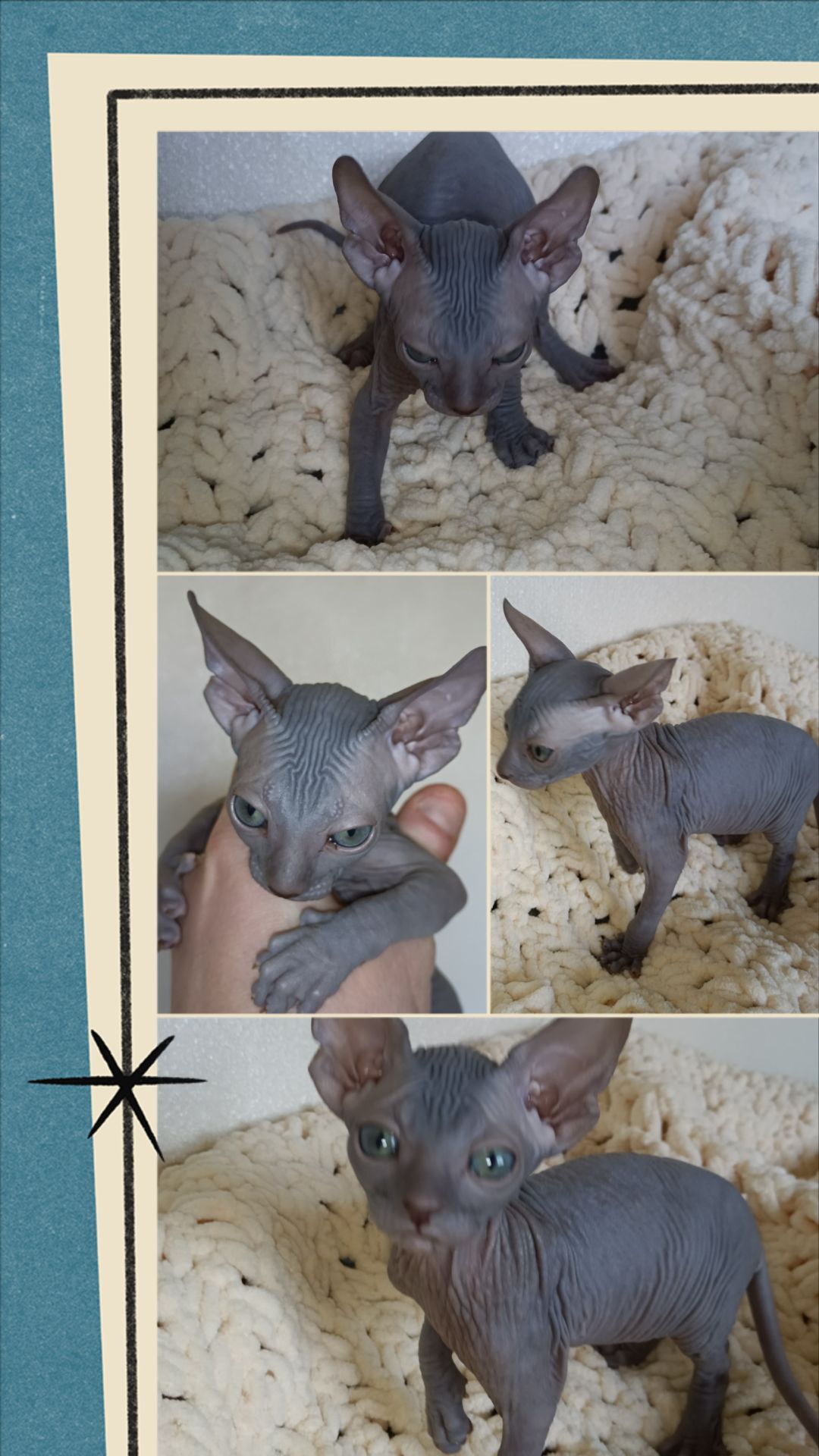 Кошенята